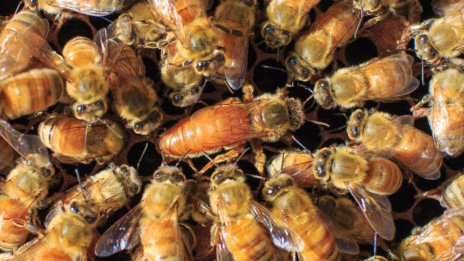 bee for sale
