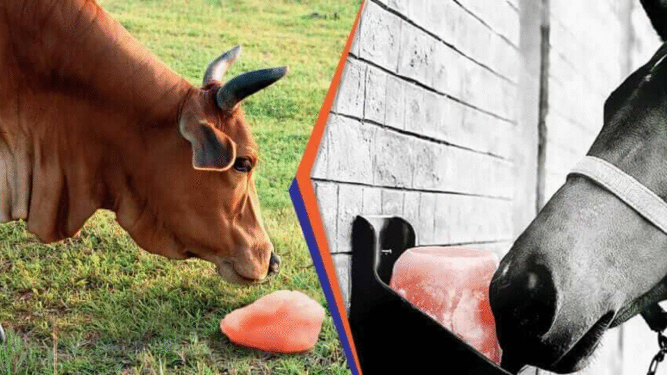 animal-lick-salt
