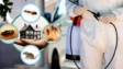 termite control services in Lahore