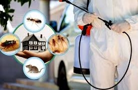 termite control services in Lahore