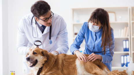 Animal Health Market