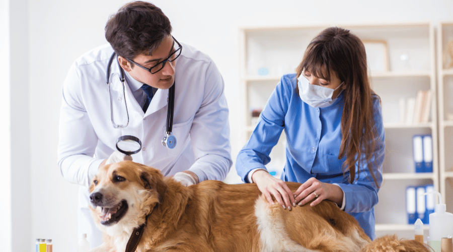 Animal Health Market