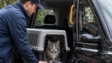 Cat Transport Service in uk