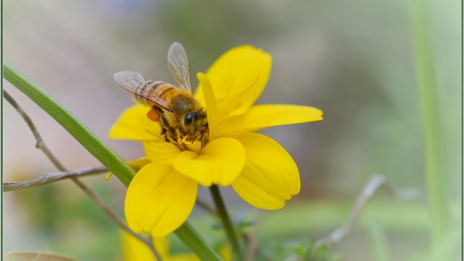 Natural Bee Barriers: Plants and Designs That Work