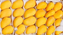 Dry Mango Companies in Pakistan