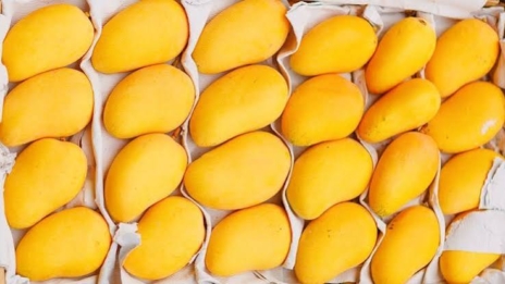 Dry Mango Companies in Pakistan