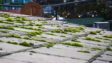 Moss Removal Roof London