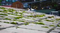 Moss Removal Roof London