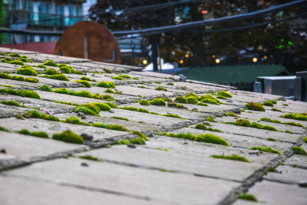 Moss Removal Roof London